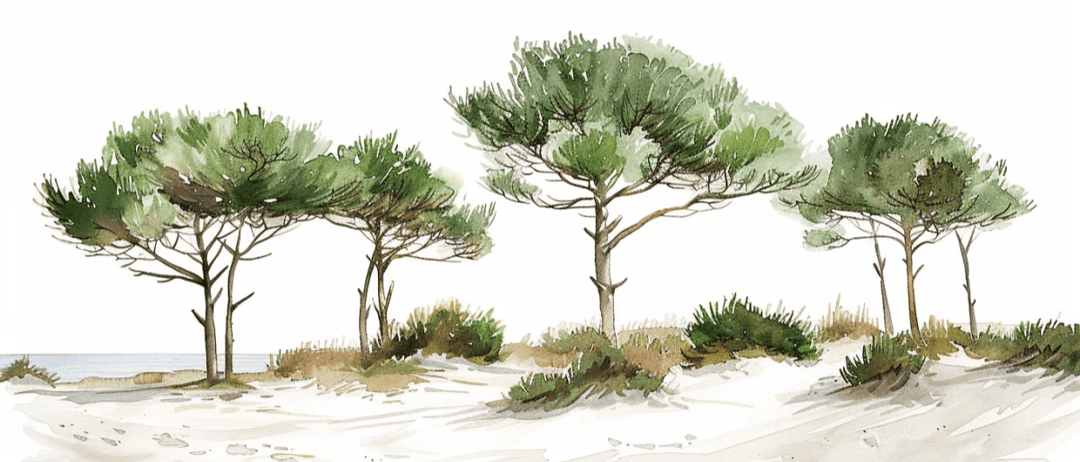 Les Pins de la Plage : Évasion Naturelle - Illulart: Papier peint panoramique