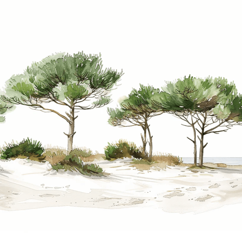 Les Pins de la Plage : Évasion Naturelle - Illulart: Papier peint panoramique