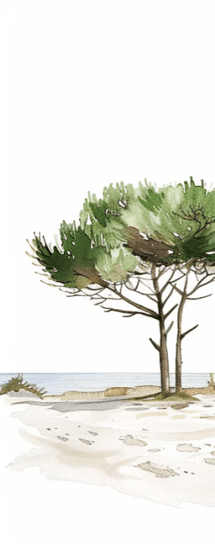 Les Pins de la Plage : Évasion Naturelle - Illulart: Papier peint panoramique