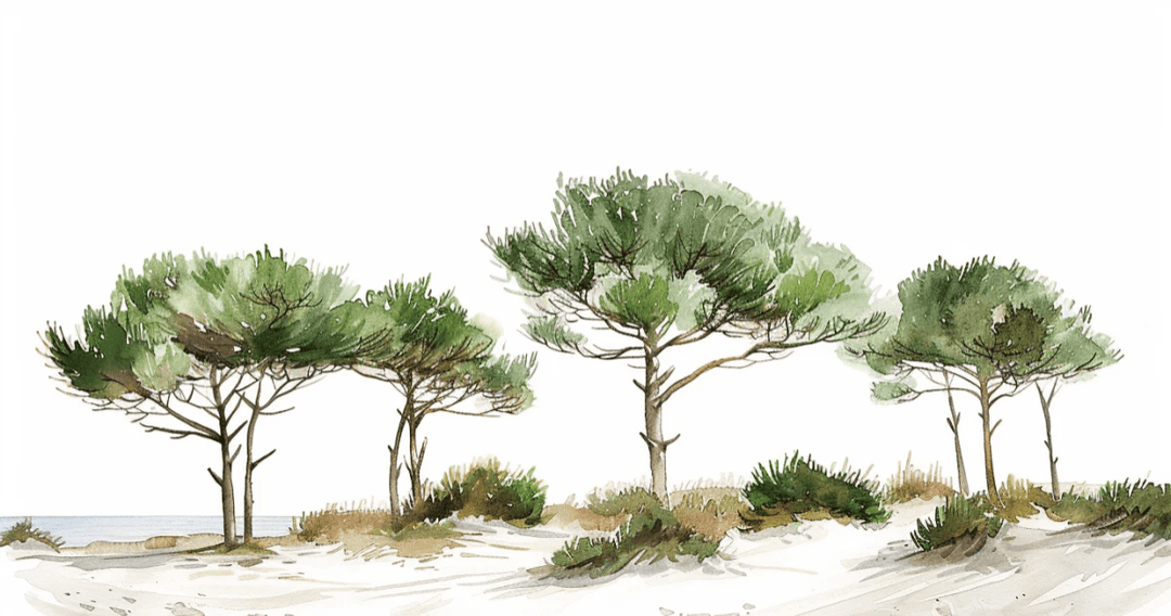 Les Pins de la Plage : Évasion Naturelle - Illulart: Papier peint panoramique
