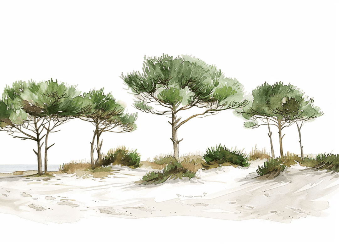 Les Pins de la Plage : Évasion Naturelle - Illulart: Papier peint panoramique