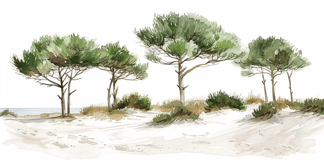 Les Pins de la Plage : Évasion Naturelle - Illulart: Papier peint panoramique