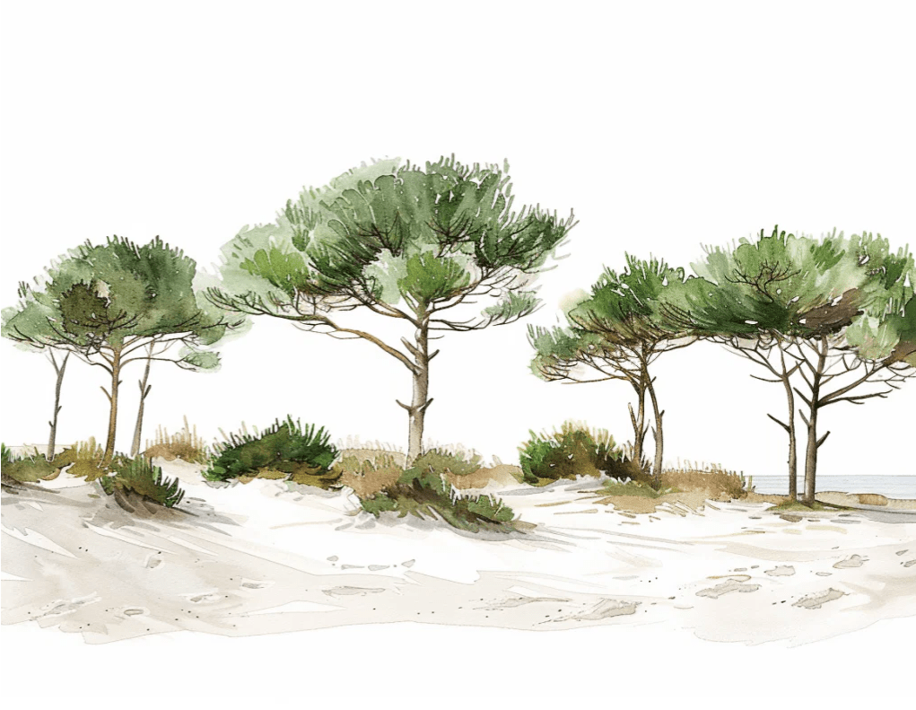 Les Pins de la Plage : Évasion Naturelle - Illulart: Papier peint panoramique