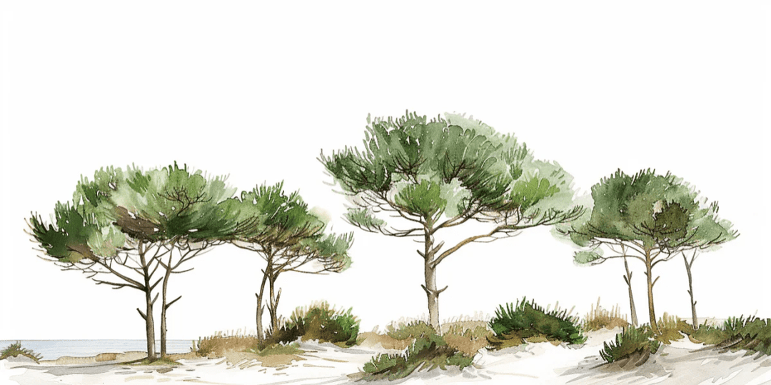 Les Pins de la Plage : Évasion Naturelle - Illulart: Papier peint panoramique