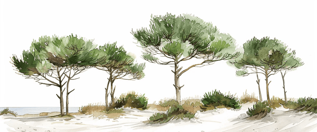 Les Pins de la Plage : Évasion Naturelle - Illulart: Papier peint panoramique