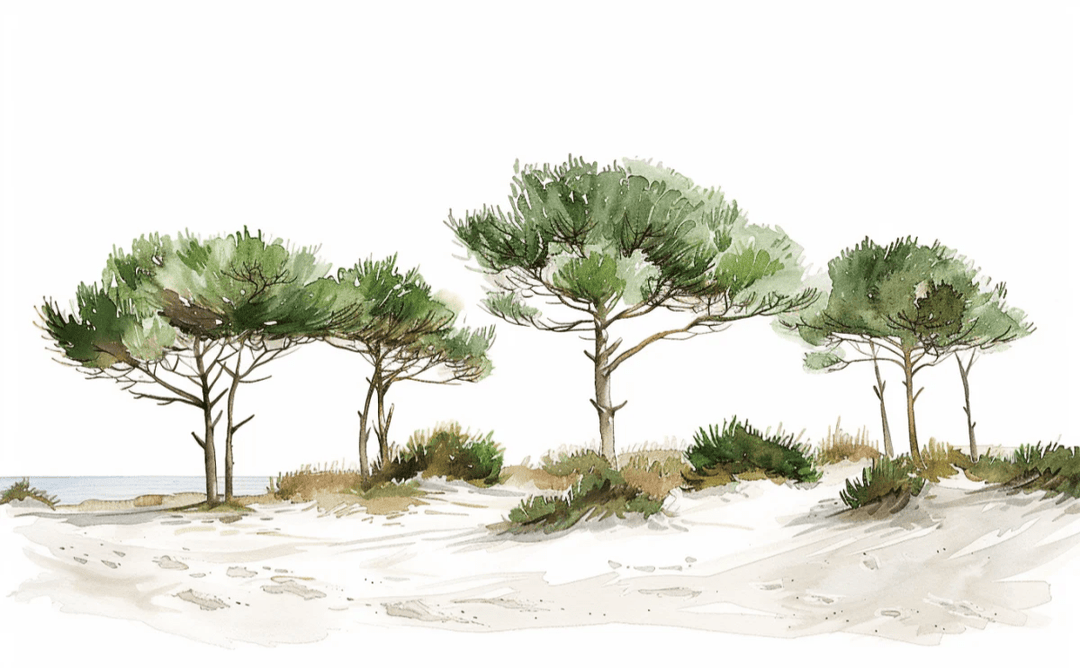 Les Pins de la Plage : Évasion Naturelle - Illulart: Papier peint panoramique