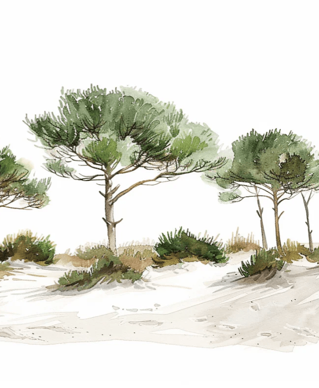Les Pins de la Plage : Évasion Naturelle - Illulart: Papier peint panoramique
