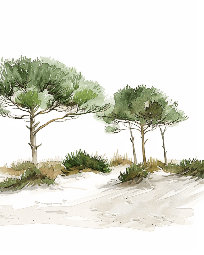 Les Pins de la Plage : Évasion Naturelle - Illulart: Papier peint panoramique