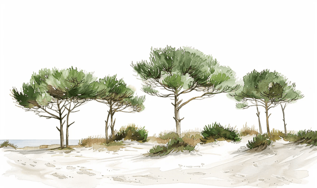 Les Pins de la Plage : Évasion Naturelle - Illulart: Papier peint panoramique