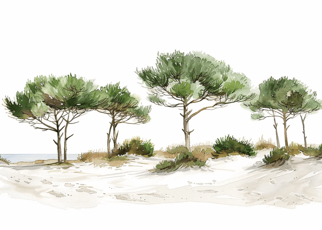 Les Pins de la Plage : Évasion Naturelle - Illulart: Papier peint panoramique