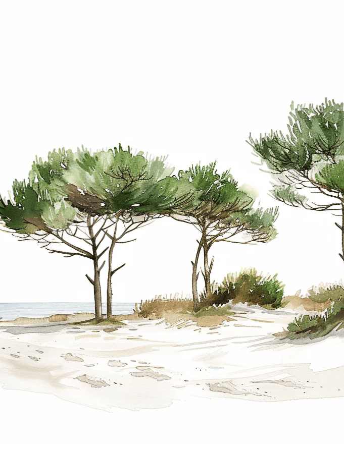Les Pins de la Plage : Évasion Naturelle