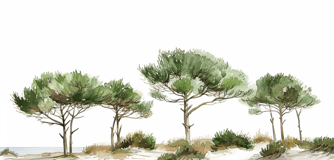 Les Pins de la Plage : Évasion Naturelle - Illulart: Papier peint panoramique