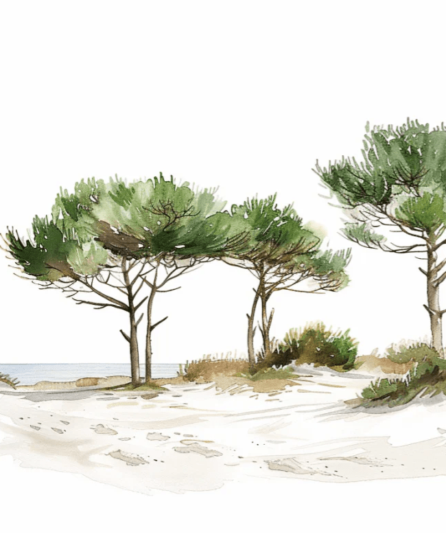 Les Pins de la Plage : Évasion Naturelle - Illulart: Papier peint panoramique