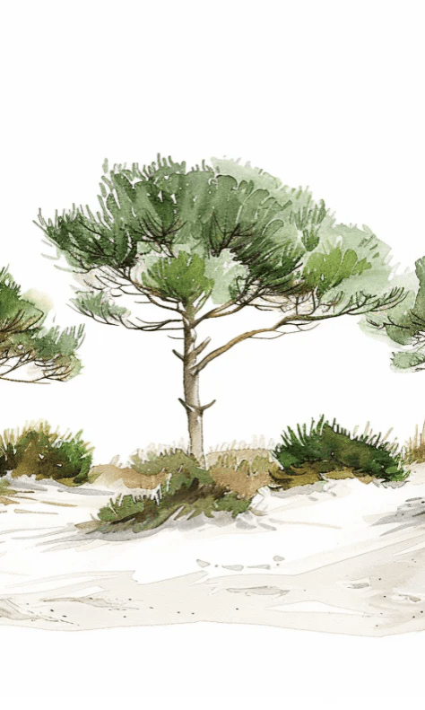Les Pins de la Plage : Évasion Naturelle - Illulart: Papier peint panoramique