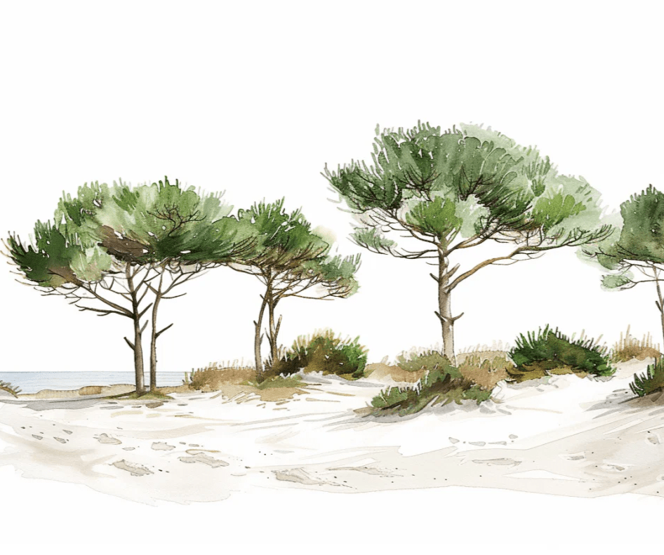 Les Pins de la Plage : Évasion Naturelle - Illulart: Papier peint panoramique