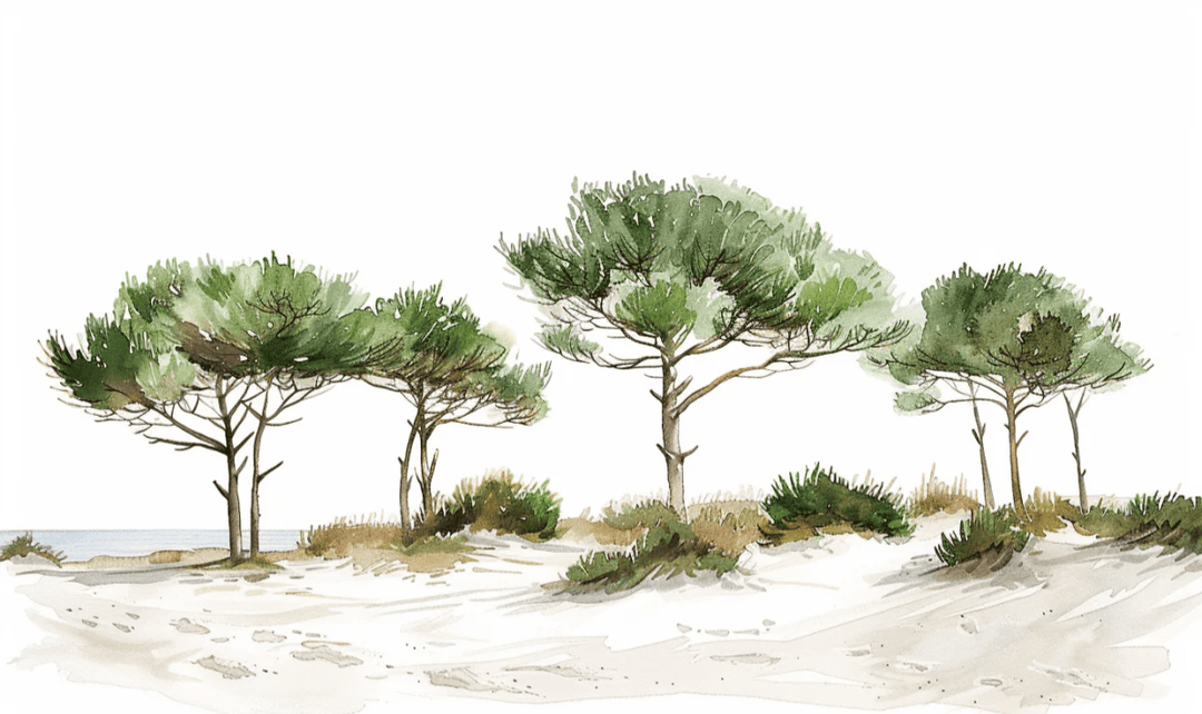 Les Pins de la Plage : Évasion Naturelle - Illulart: Papier peint panoramique