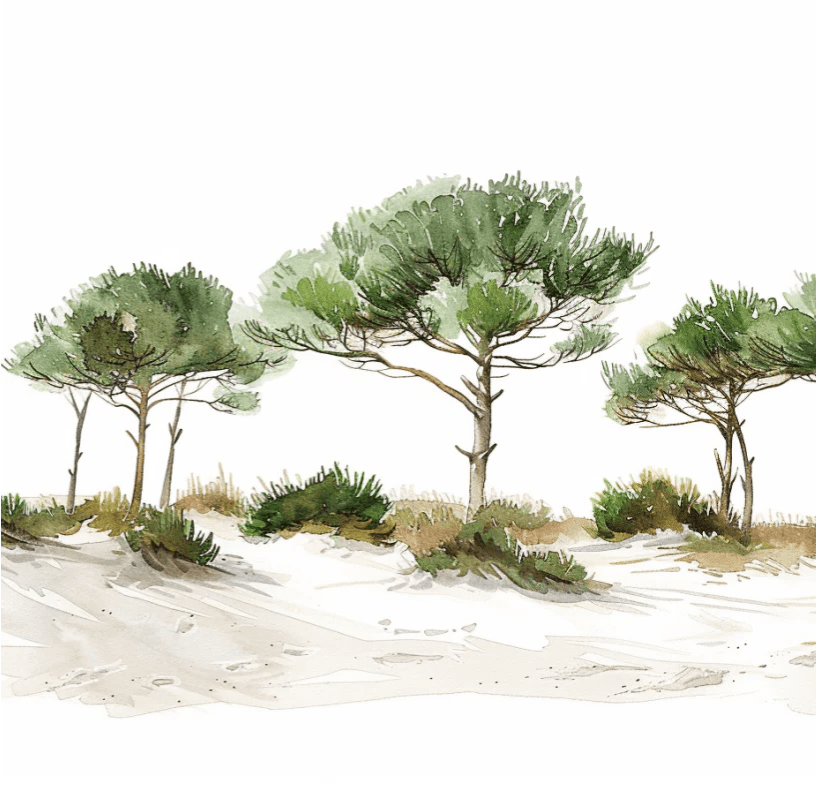 Les Pins de la Plage : Évasion Naturelle - Illulart: Papier peint panoramique