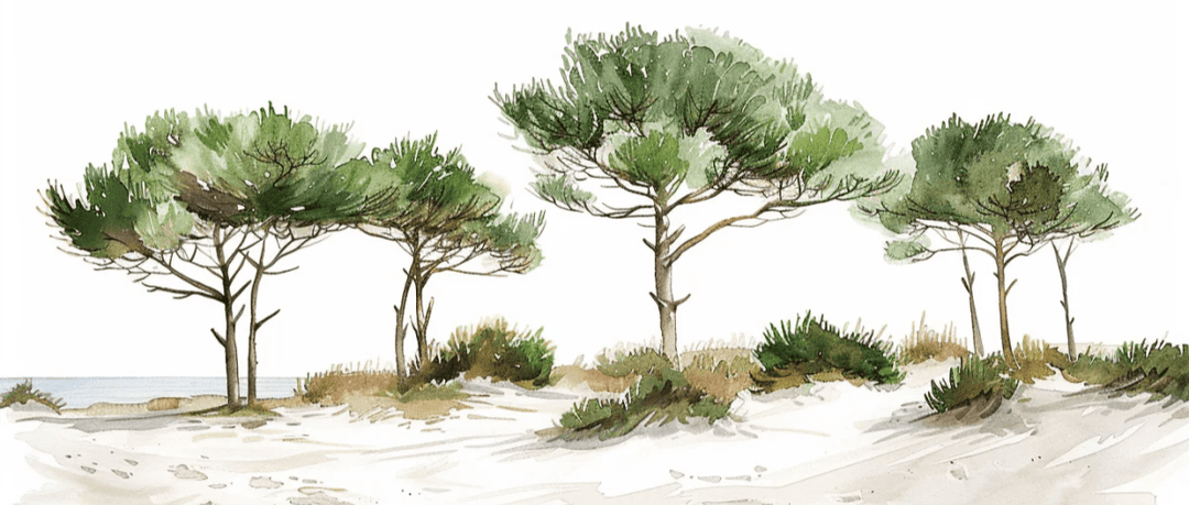 Les Pins de la Plage : Évasion Naturelle - Illulart: Papier peint panoramique