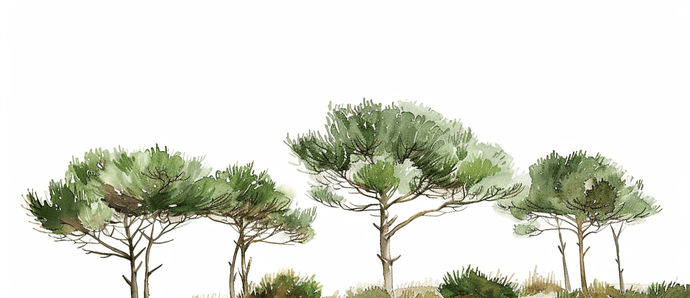 Les Pins de la Plage : Évasion Naturelle