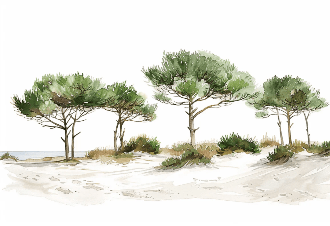 Les Pins de la Plage : Évasion Naturelle - Illulart: Papier peint panoramique
