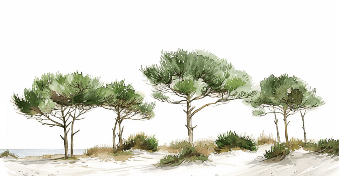 Les Pins de la Plage : Évasion Naturelle - Illulart: Papier peint panoramique