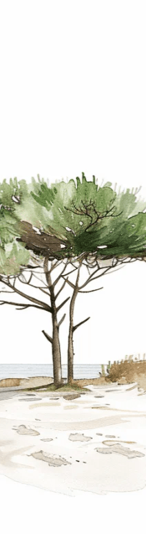 Les Pins de la Plage : Évasion Naturelle - Illulart: Papier peint panoramique