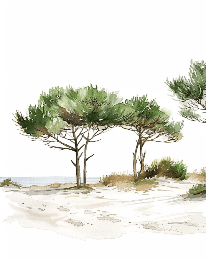 Les Pins de la Plage : Évasion Naturelle