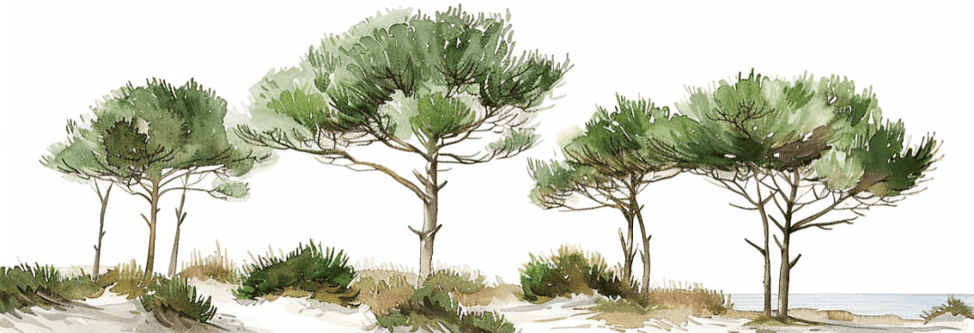 Les Pins de la Plage : Évasion Naturelle - Illulart: Papier peint panoramique