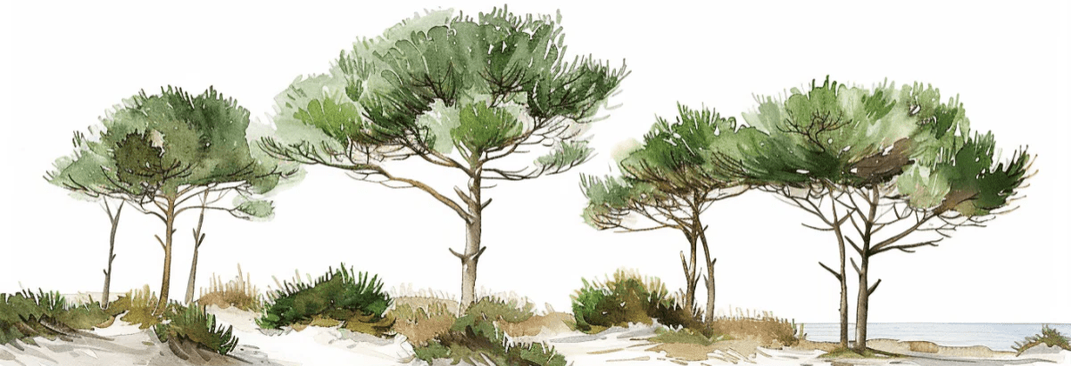 Les Pins de la Plage : Évasion Naturelle - Illulart: Papier peint panoramique