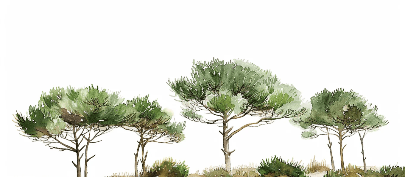 Les Pins de la Plage : Évasion Naturelle