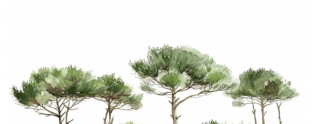 Les Pins de la Plage : Évasion Naturelle - Illulart: Papier peint panoramique