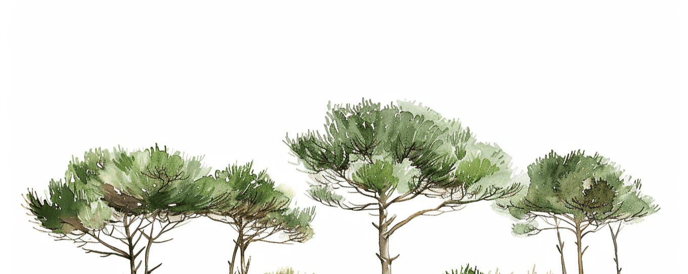 Les Pins de la Plage : Évasion Naturelle - Illulart: Papier peint panoramique