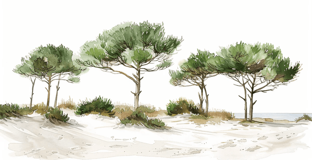 Les Pins de la Plage : Évasion Naturelle - Illulart: Papier peint panoramique