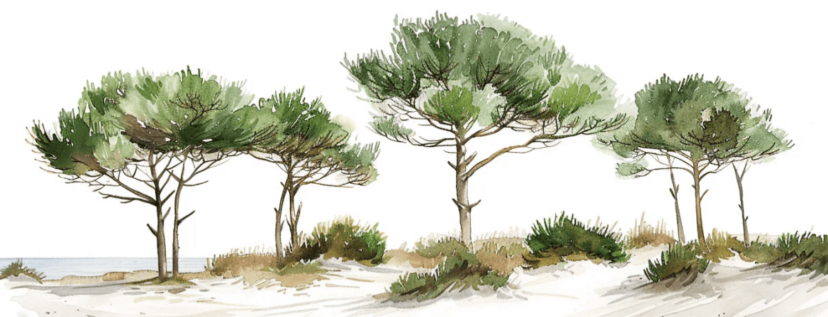 Les Pins de la Plage : Évasion Naturelle - Illulart: Papier peint panoramique