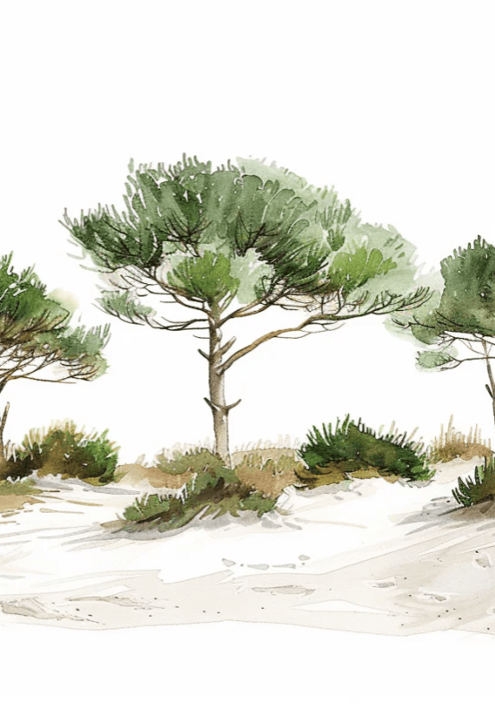 Les Pins de la Plage : Évasion Naturelle - Illulart: Papier peint panoramique