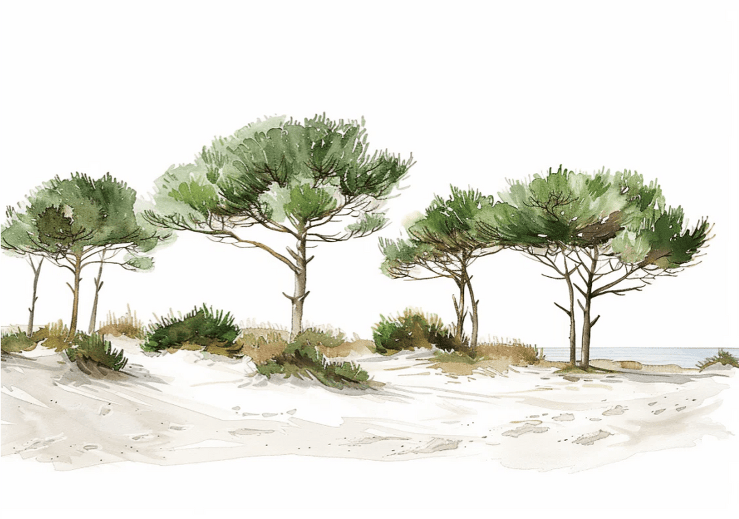 Les Pins de la Plage : Évasion Naturelle - Illulart: Papier peint panoramique