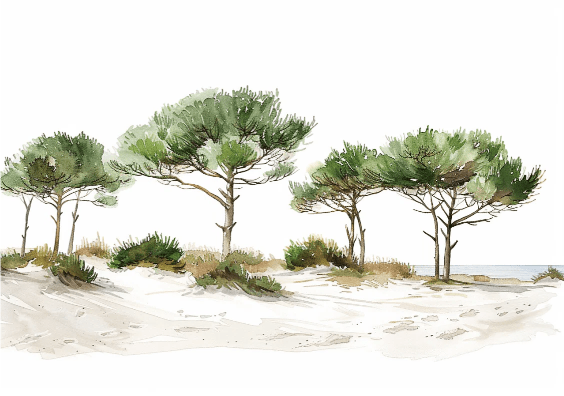 Les Pins de la Plage : Évasion Naturelle - Illulart: Papier peint panoramique