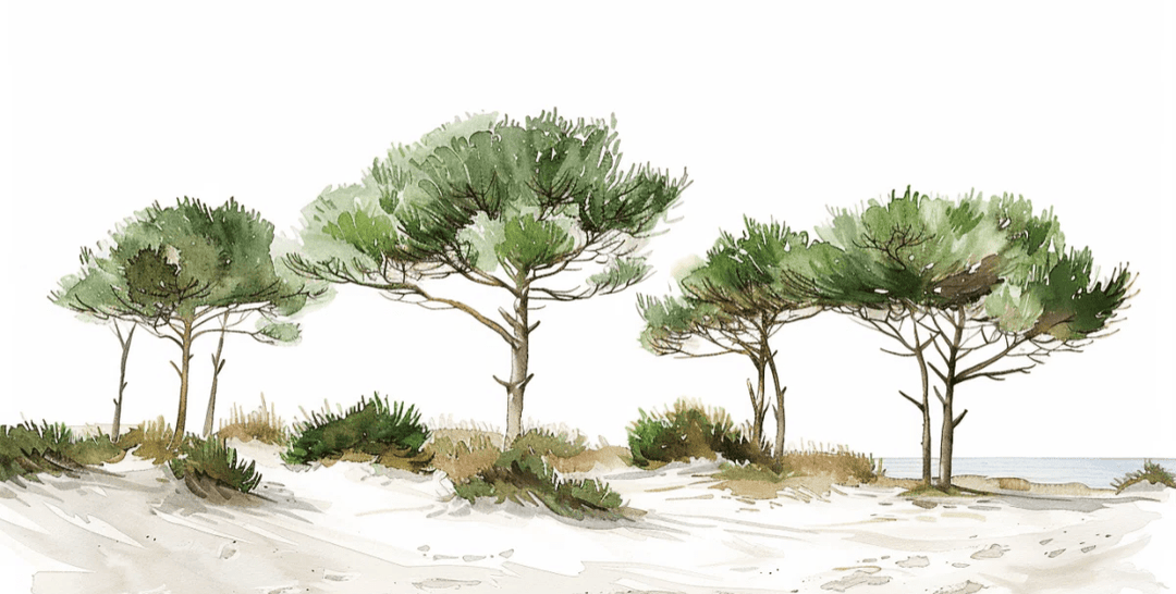 Les Pins de la Plage : Évasion Naturelle - Illulart: Papier peint panoramique