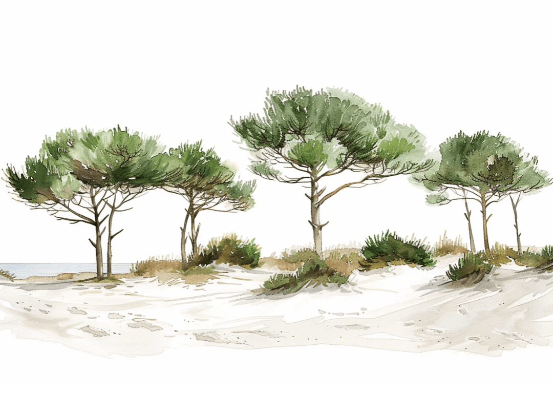 Les Pins de la Plage : Évasion Naturelle - Illulart: Papier peint panoramique