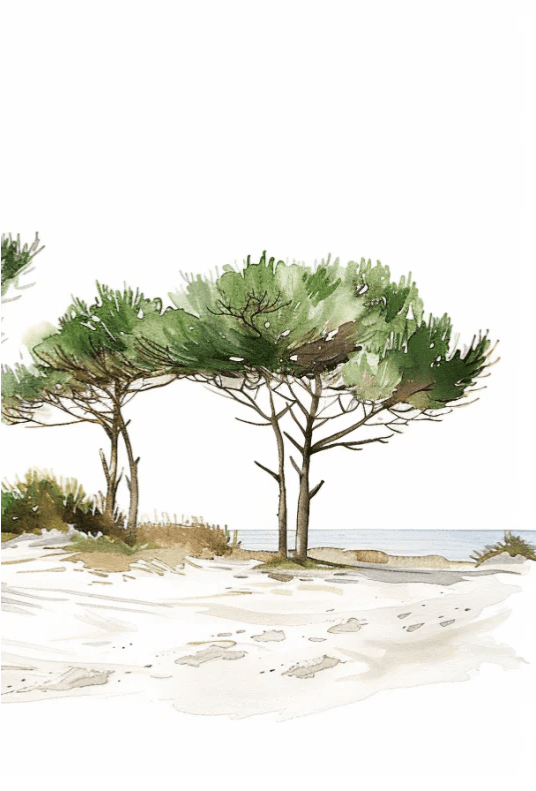 Les Pins de la Plage : Évasion Naturelle - Illulart: Papier peint panoramique