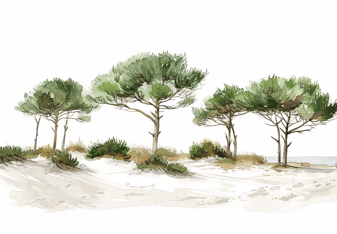 Les Pins de la Plage : Évasion Naturelle - Illulart: Papier peint panoramique