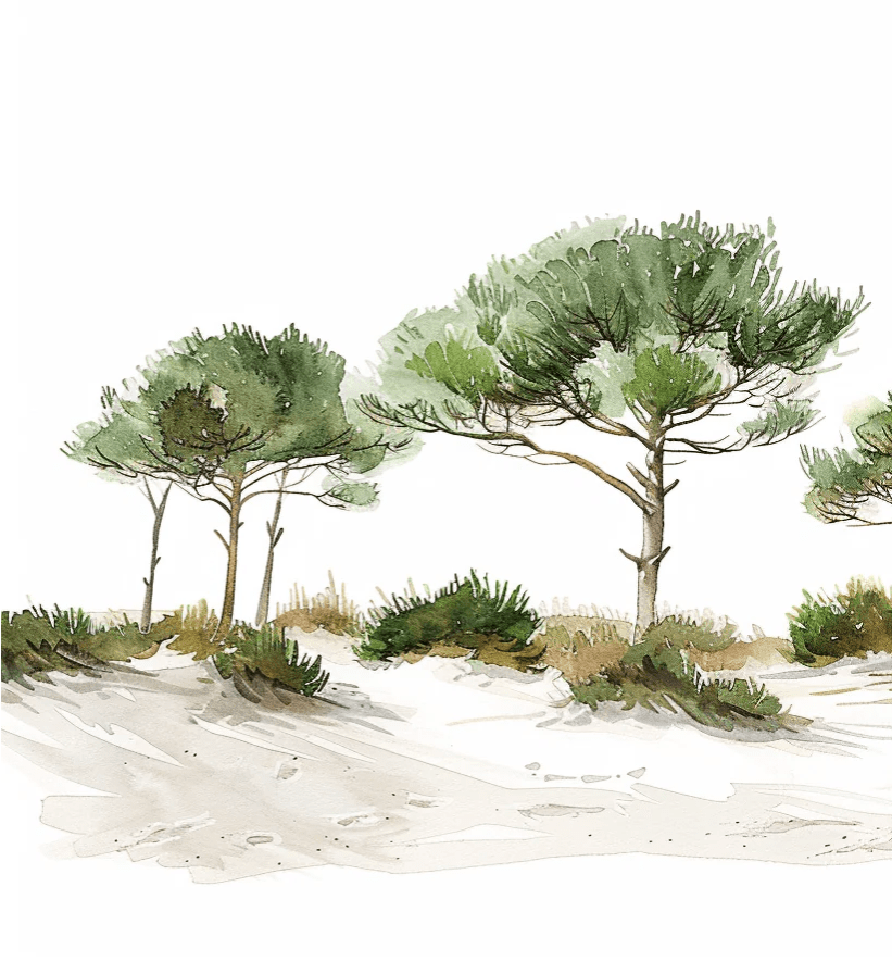 Les Pins de la Plage : Évasion Naturelle - Illulart: Papier peint panoramique
