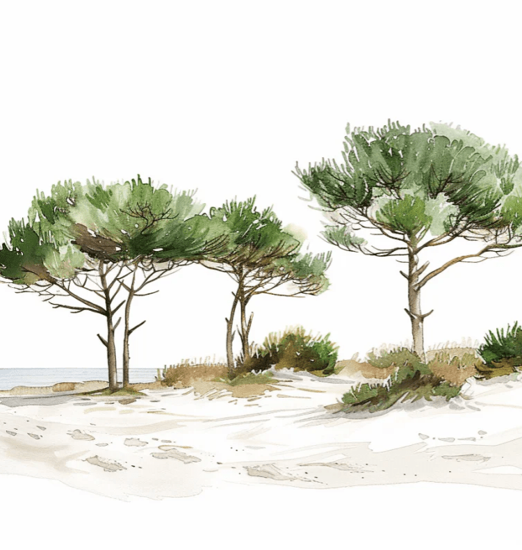 Les Pins de la Plage : Évasion Naturelle - Illulart: Papier peint panoramique