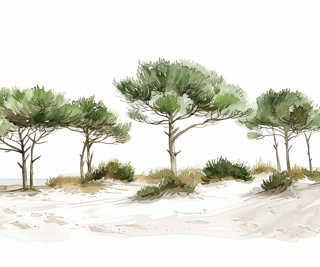 Les Pins de la Plage : Évasion Naturelle