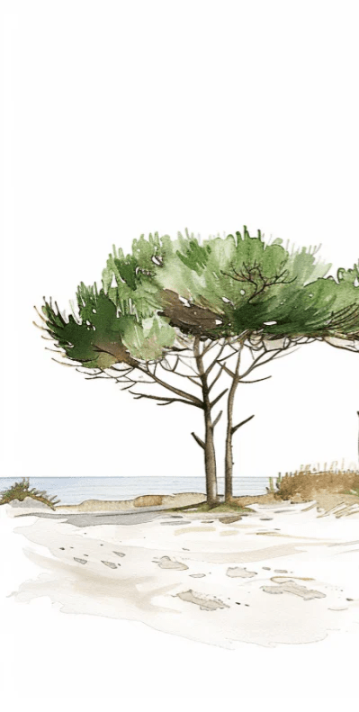 Les Pins de la Plage : Évasion Naturelle - Illulart: Papier peint panoramique
