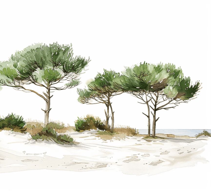 Les Pins de la Plage : Évasion Naturelle - Illulart: Papier peint panoramique