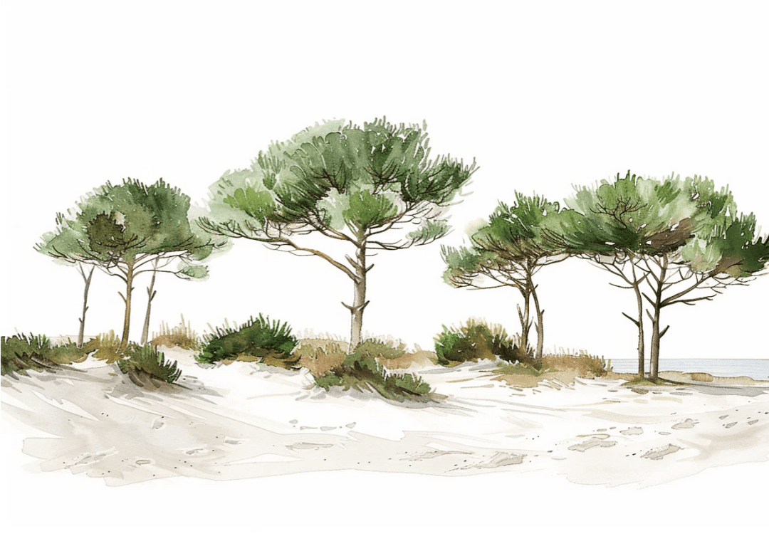 Les Pins de la Plage : Évasion Naturelle - Illulart: Papier peint panoramique