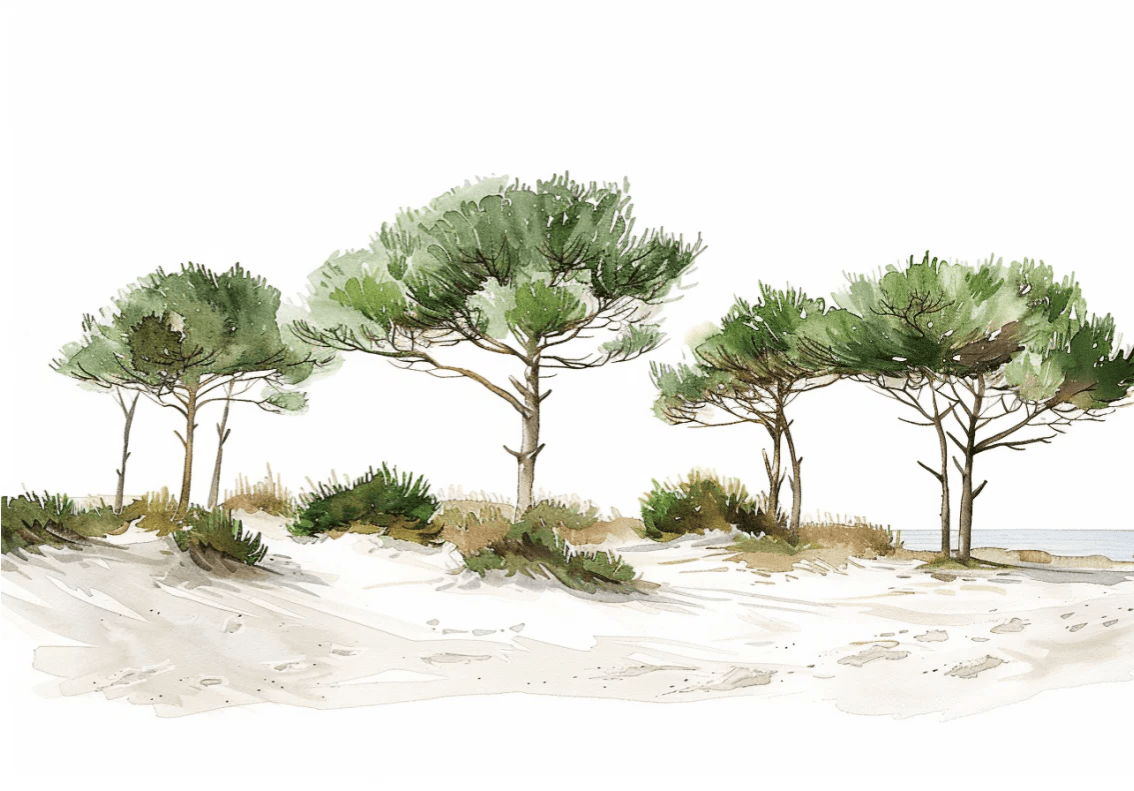 Les Pins de la Plage : Évasion Naturelle - Illulart: Papier peint panoramique