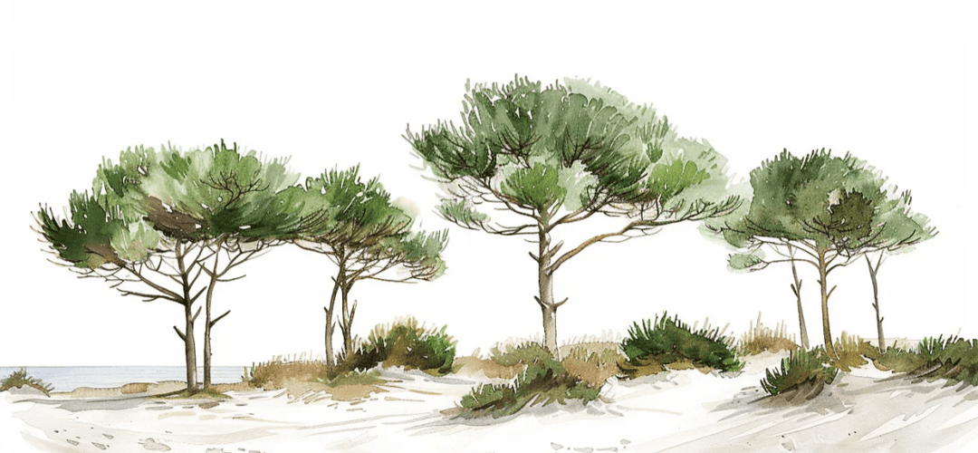 Les Pins de la Plage : Évasion Naturelle - Illulart: Papier peint panoramique
