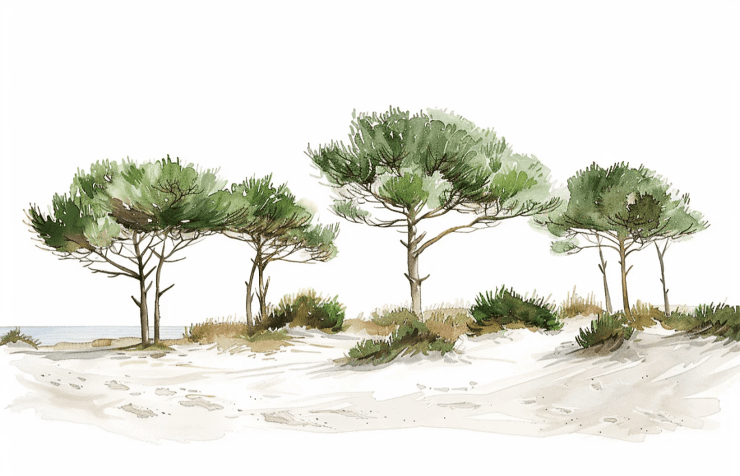 Les Pins de la Plage : Évasion Naturelle - Illulart: Papier peint panoramique